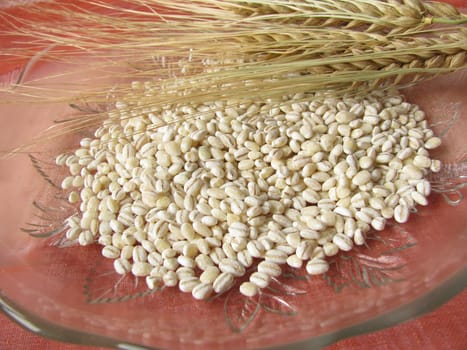 Barley barley