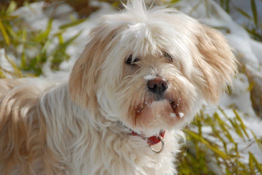 Dog Portrait - Mixed Breed