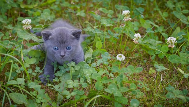 Kitten