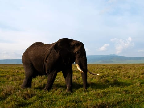 Elephant in Ngorongoro