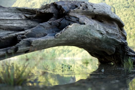 Driftwood and grass