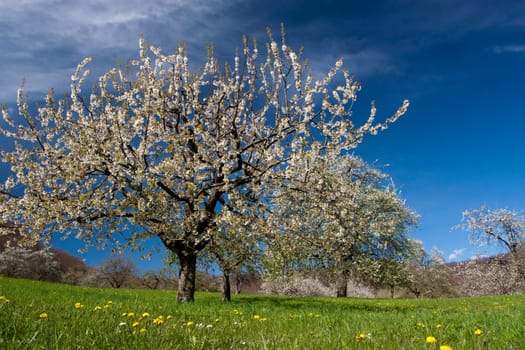 Cherry tree in spring