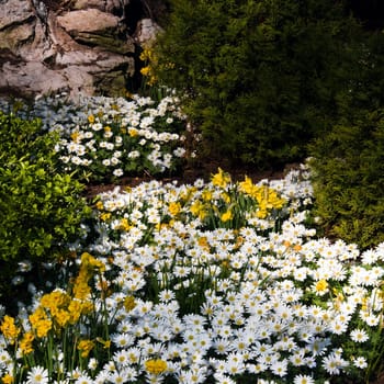 Anemone and daffodils in spring