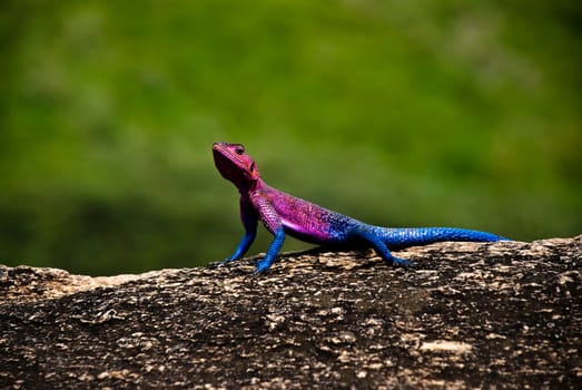 Agama Lizard