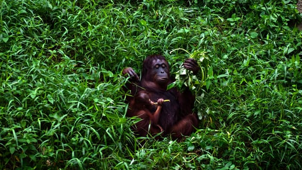 Orangutan mother and baby