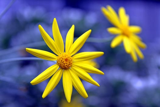 Golden Margarite or Yellow Marguerite or Grey-leaved Euryops
