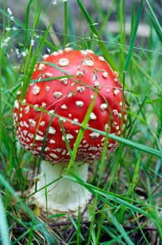 fly poison amanita