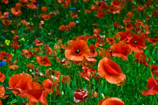 Poppy Field
