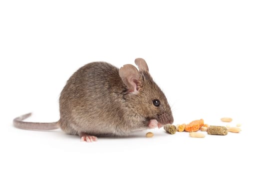 cute mouse eating isolated on white