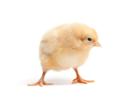 funky chicken isolated on white