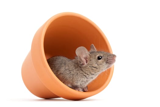mouse in flower pot isolated on white
