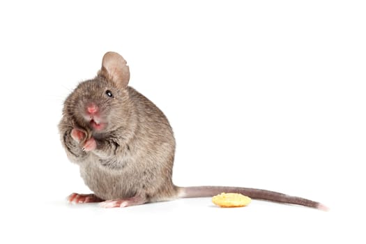 funny mouse isolted on white