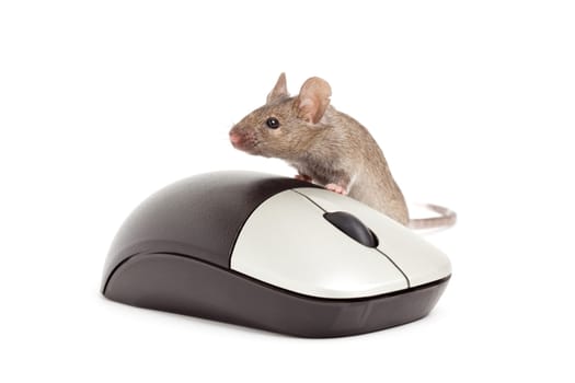 mouse isolated on white