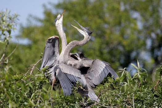 Great Blue Heron With Babies