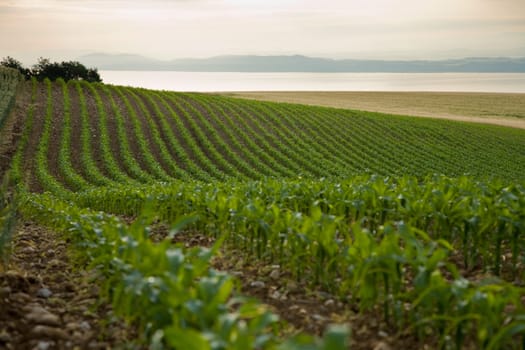 Agriculture