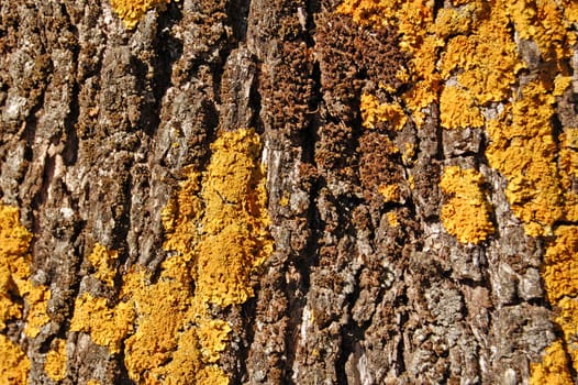 olive tree trunk wood texture