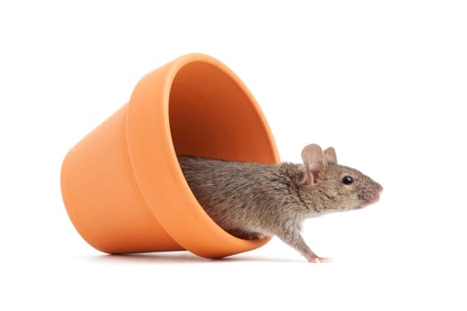 mouse in a pot isolated on white