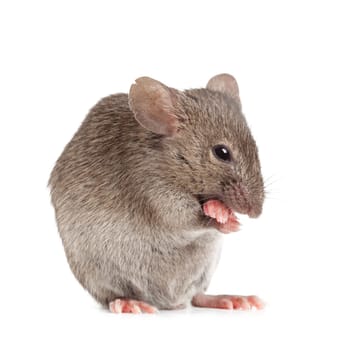 evil mouse isolated on white