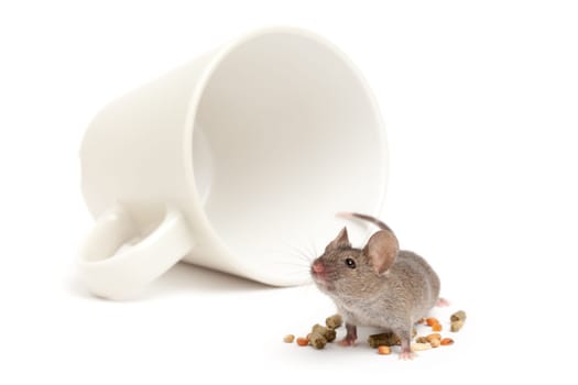 mouse cup and food isolated