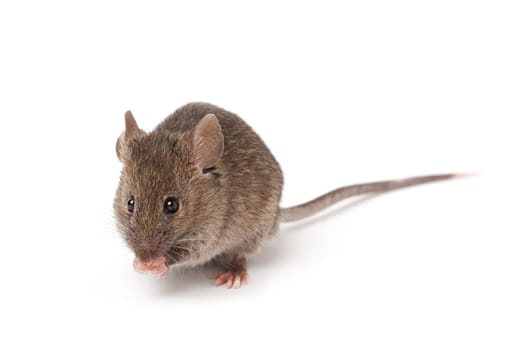mouse isolated on white