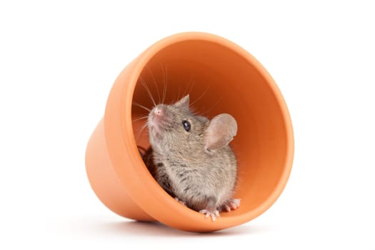 mouse and pot isolated on white