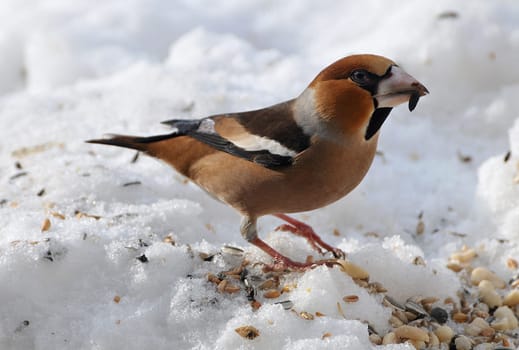 Hawfinches male eating...
