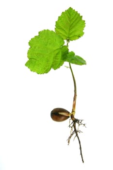 young hazelnut tree