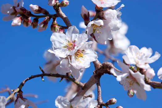 white buds on a branch against blue sky