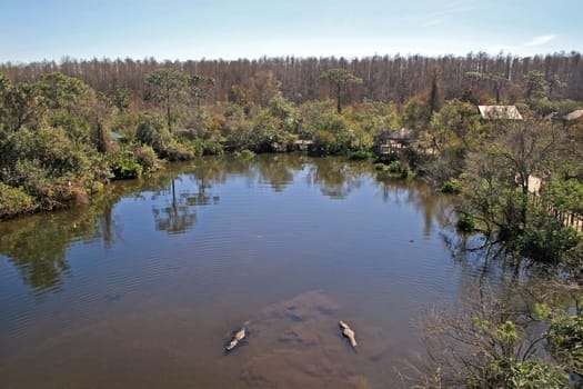 Alligators