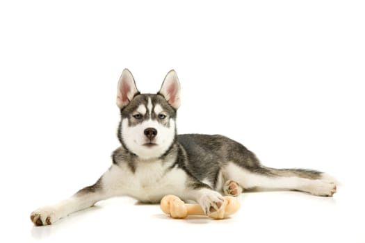 Puppy with the bone