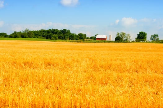 Farm