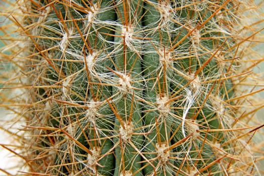 Oreocereus maximus (Andean rice cactus)