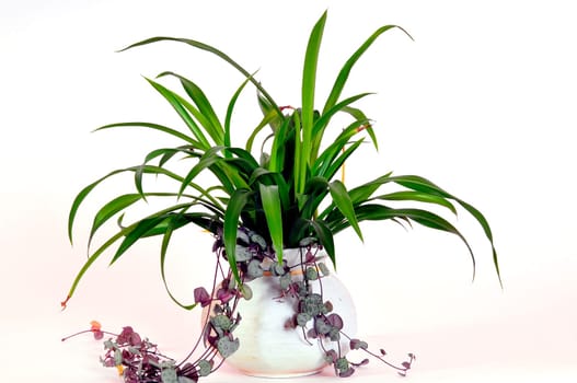 Chlorophytum Green Lily