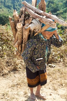 old woman asia with firewood