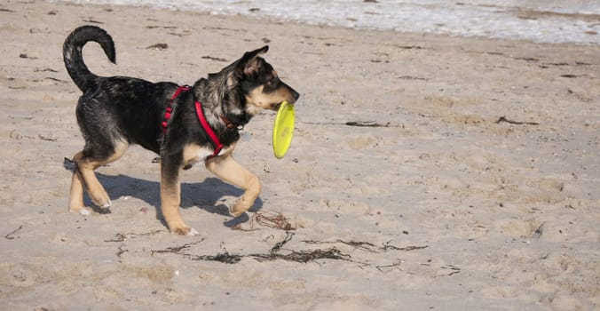 dog with toy