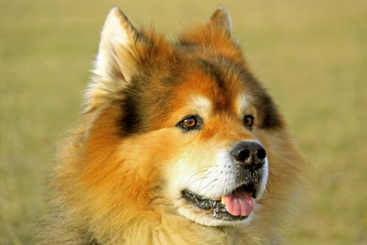 Eurasier male
