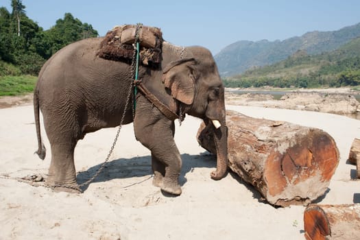 Elephant at work