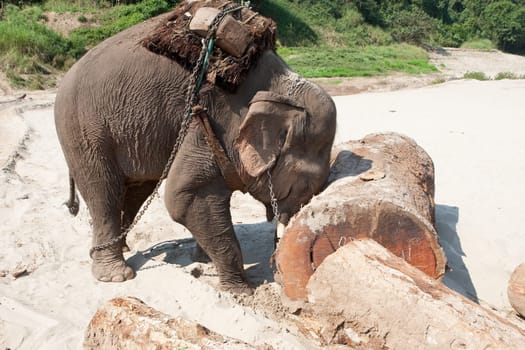 Elephant at work