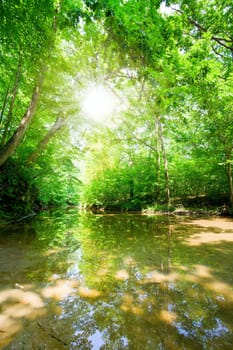 Sunshine in the forest