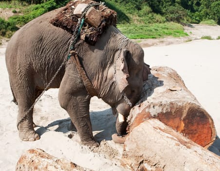 Elephant at work