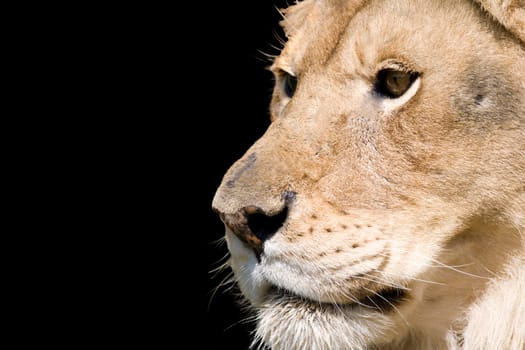 Lion