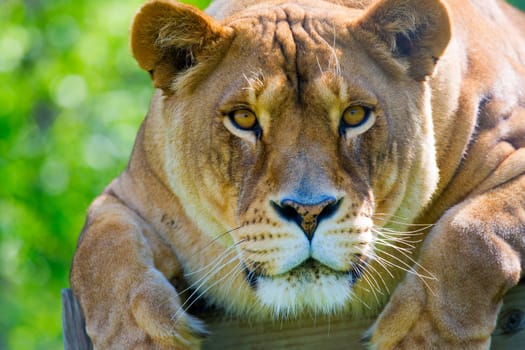 Crouching lion