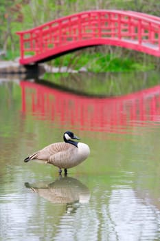Pond