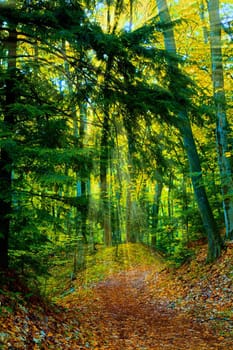 Trail in the woods