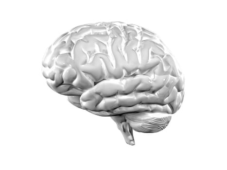 3d brain