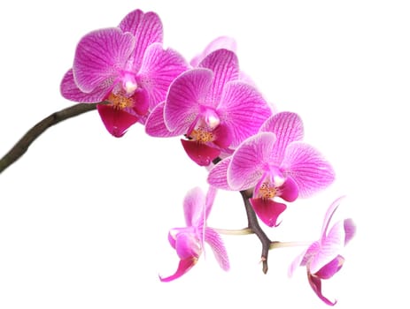 pink orchid