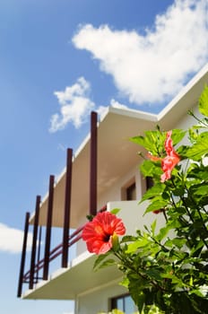 Red hibiscus flower