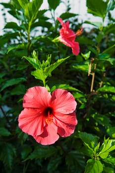 Red hibiscus flower