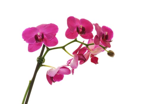 Purple Orchid