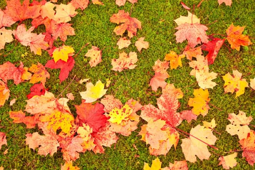 Autumn leaves